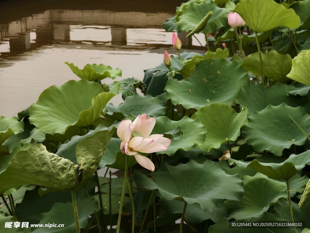 荷花荷叶河池荷塘