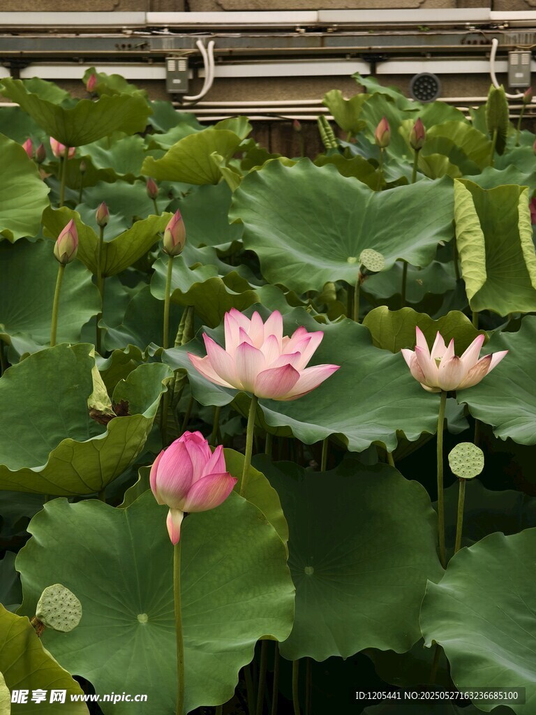 荷花荷叶莲花莲叶