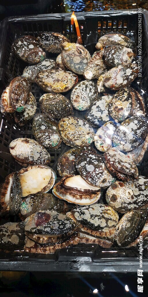 新鲜生蚝待烹饪