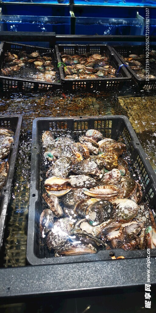 海鲜市场的多样贝类