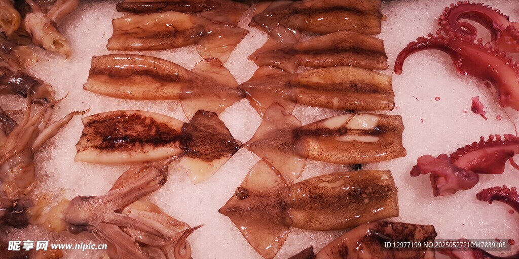 新鲜鱿鱼食材展示