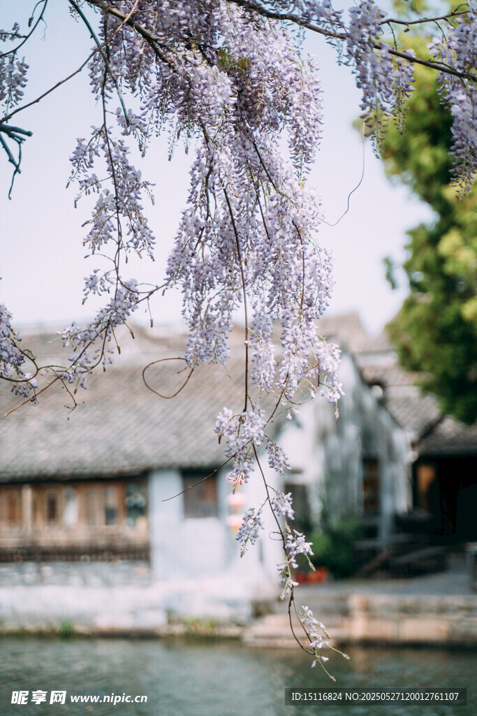 江南水乡垂柳古建筑美景
