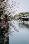 江南水乡春景河畔花枝俏
