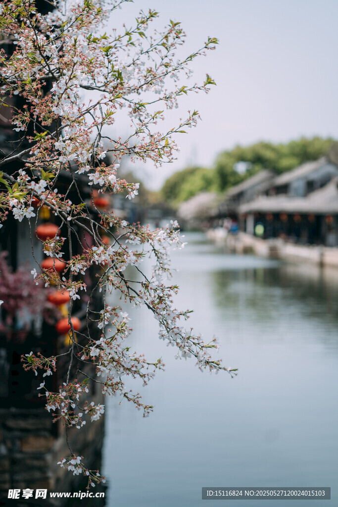 江南水乡春景河畔花枝俏