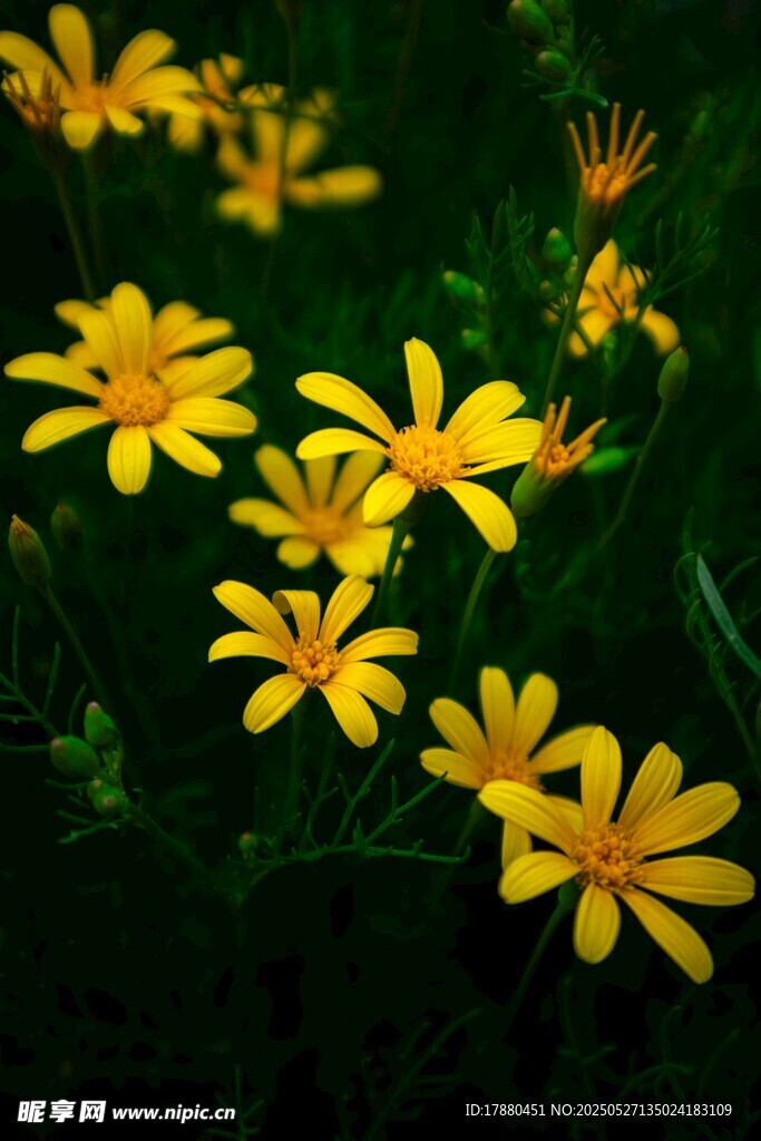 菊花