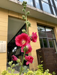蜀葵花