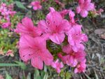 杜鹃花