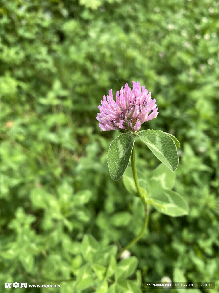 车轴草