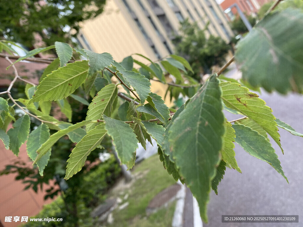榉树