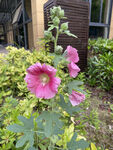 蜀葵花