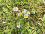 一年蓬花 