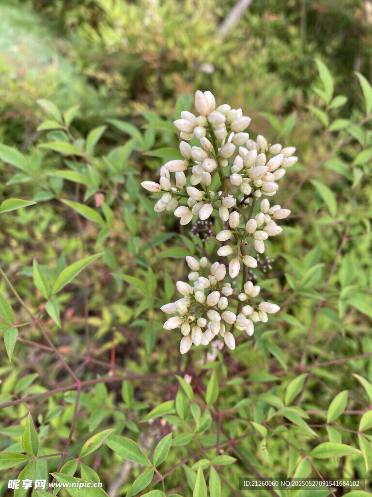 南天竹花