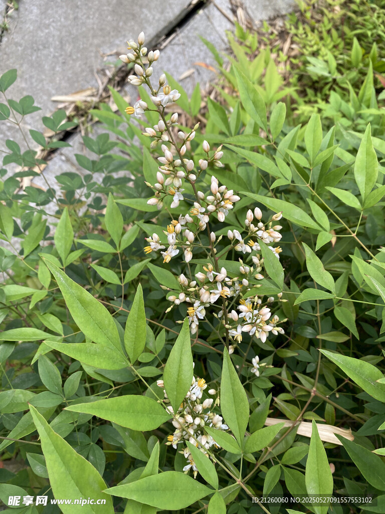 南天竹花