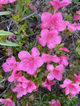 杜鹃花 