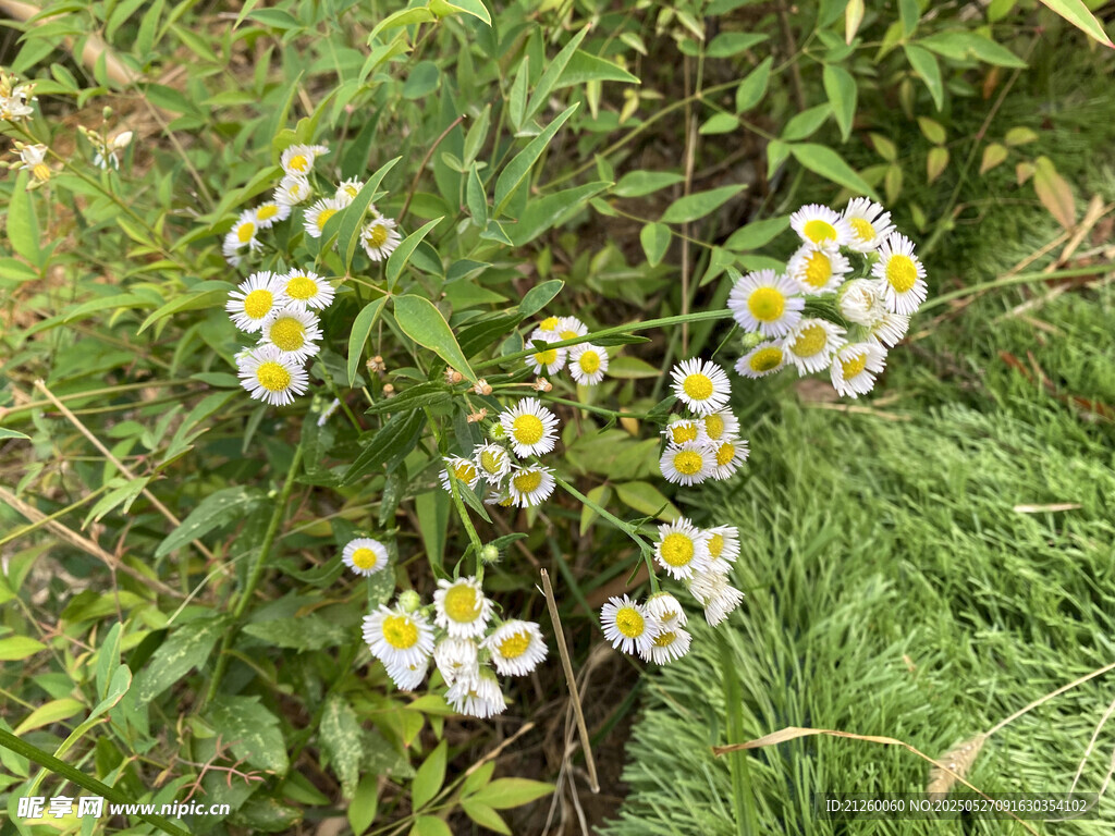 一年蓬花