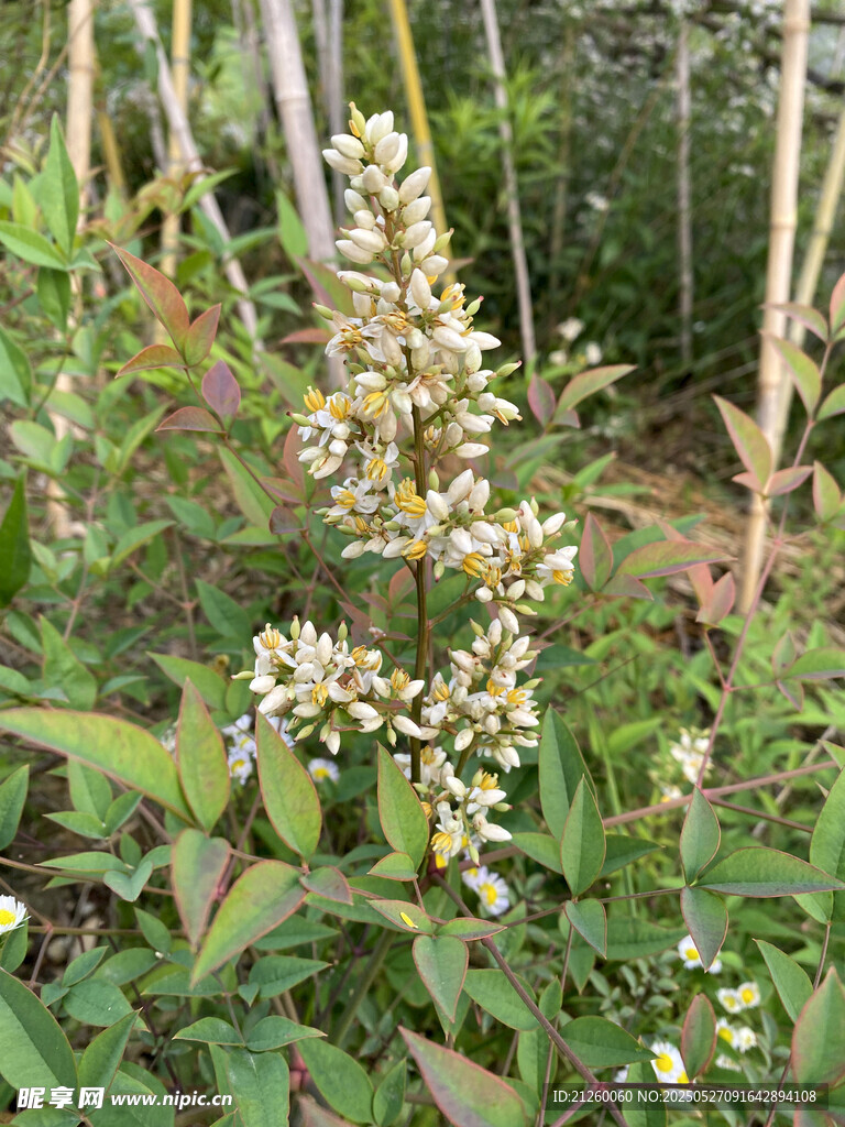南天竹花