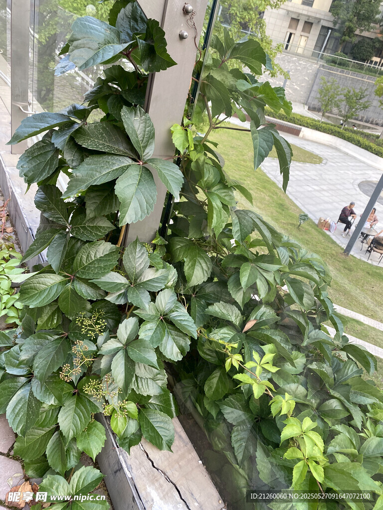 五叶地锦 
