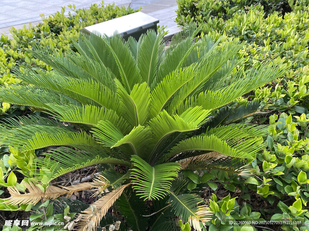 铁树