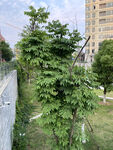 绿植景观