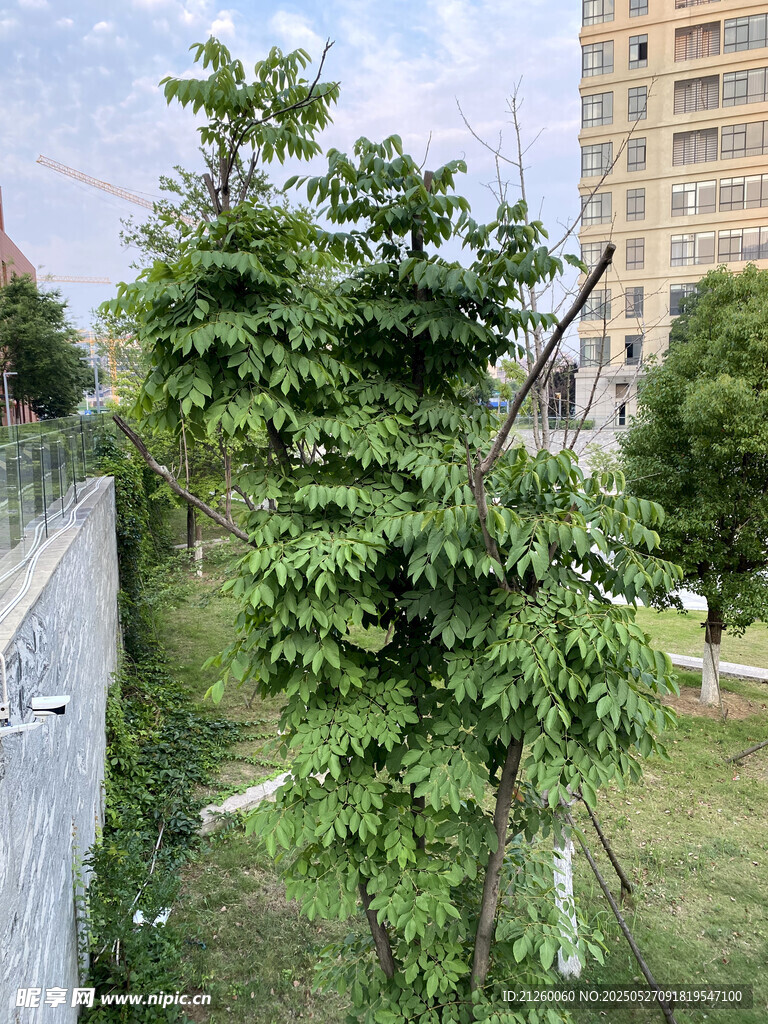 绿植景观