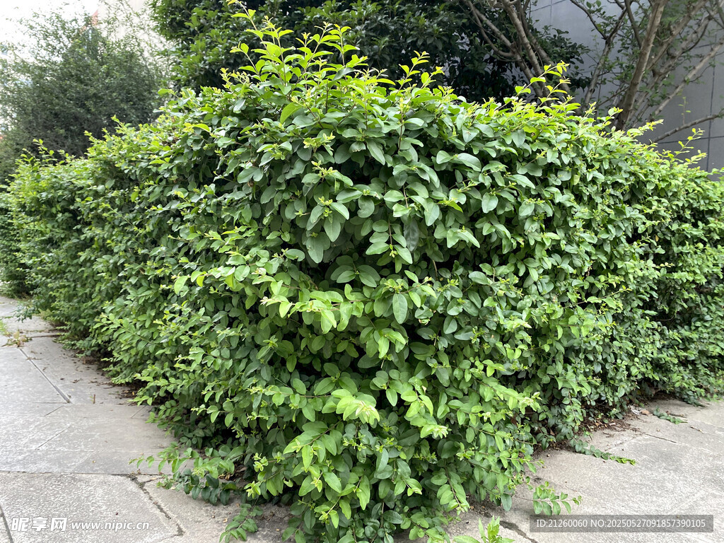 绿植墙