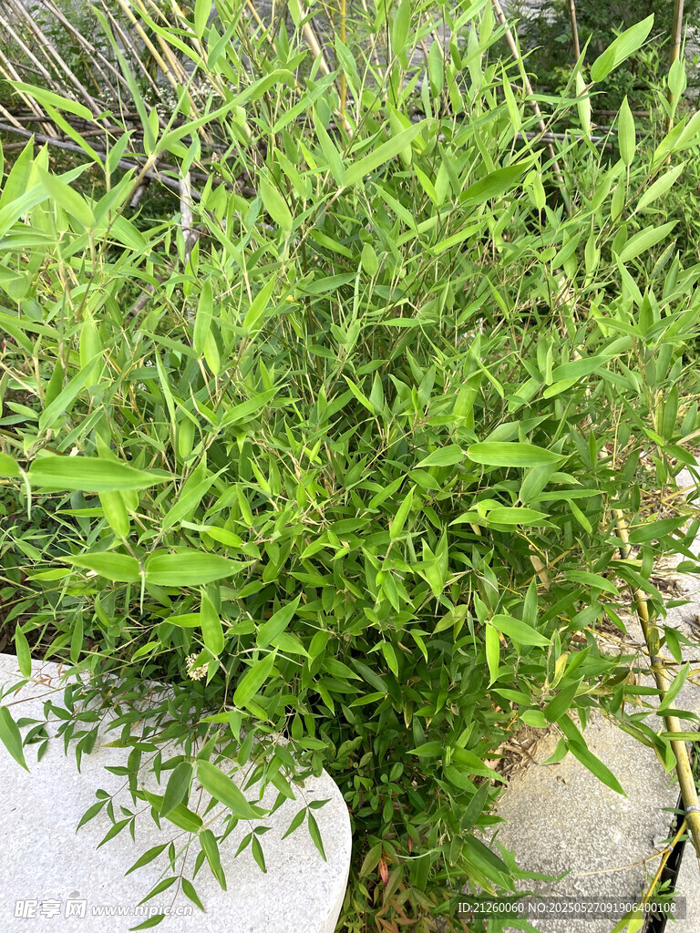 绿竹
