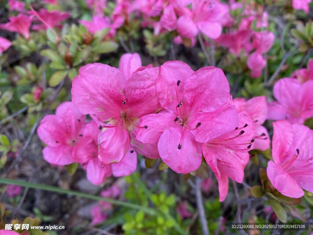 杜鹃花