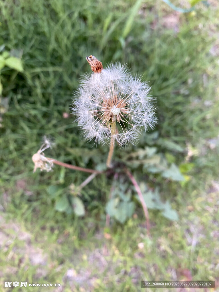 蒲公英