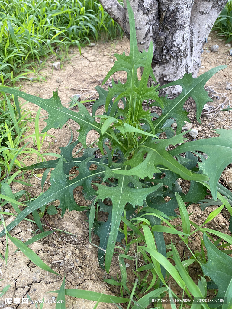苣荬菜