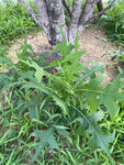 苣荬菜