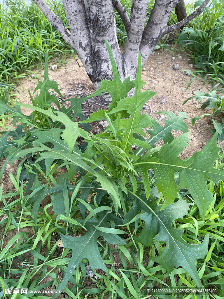 苣荬菜