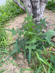 苣荬菜