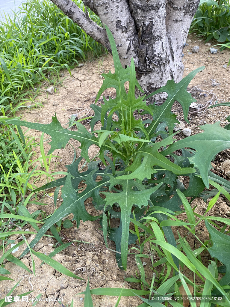 苣荬菜