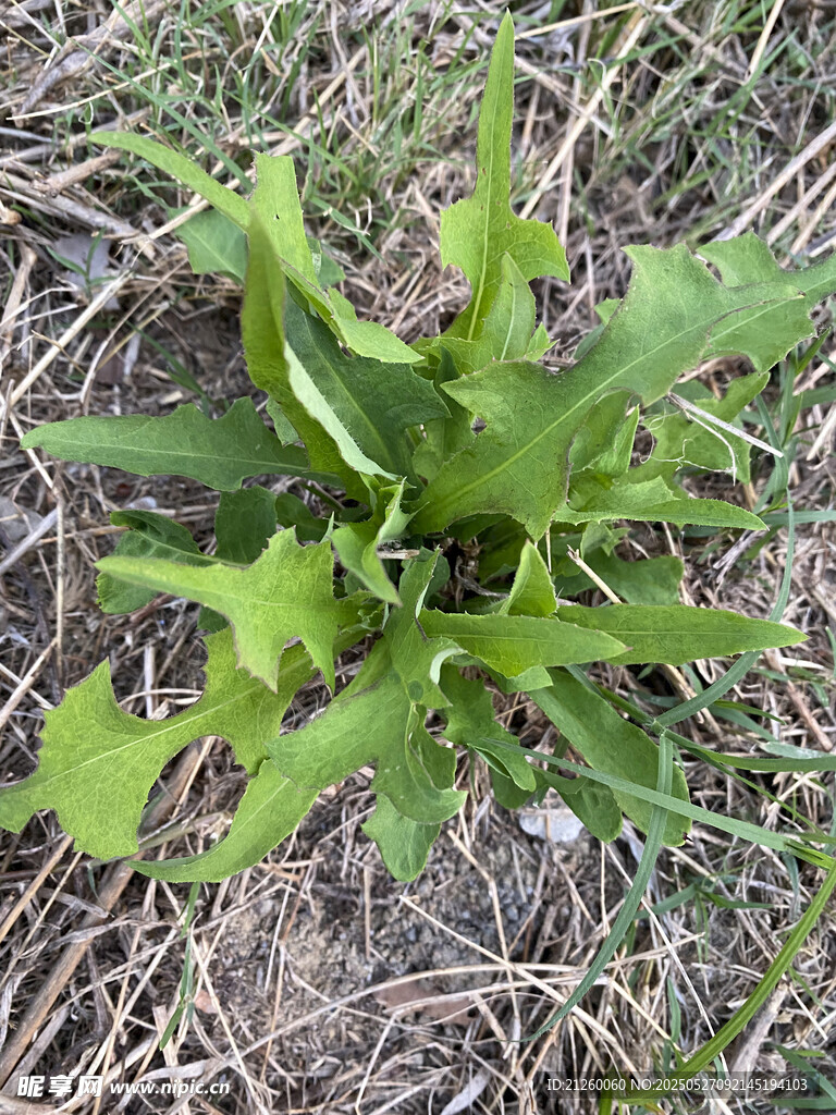 苣荬菜