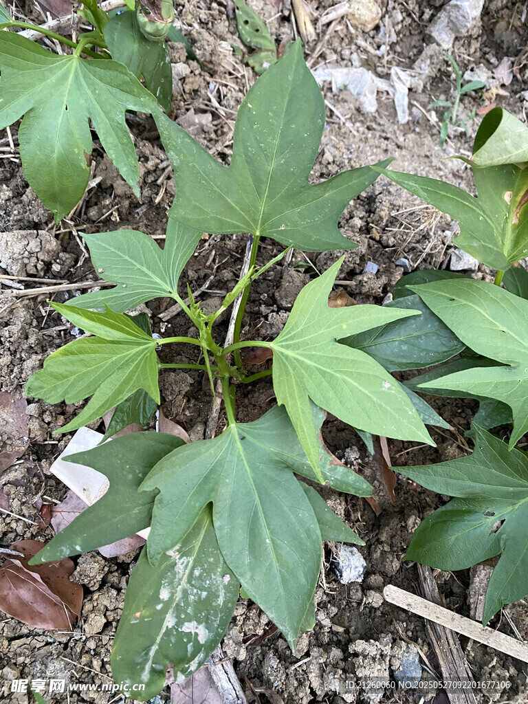 嫩绿植物生长于泥土间