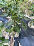 辣椒植株