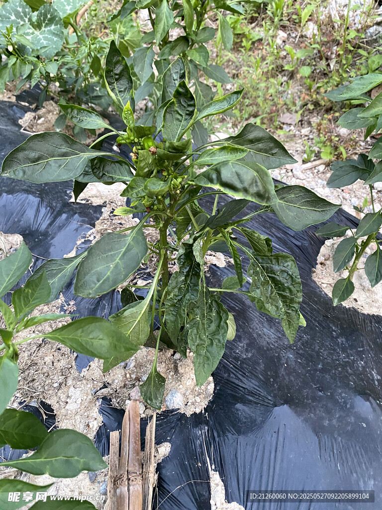 辣椒植株