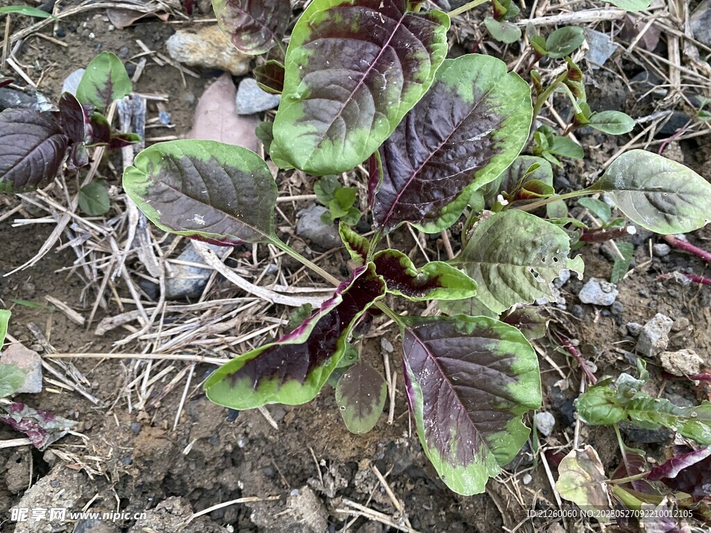 红苋菜