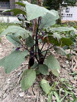 茄子植株