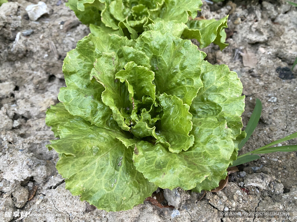 生菜