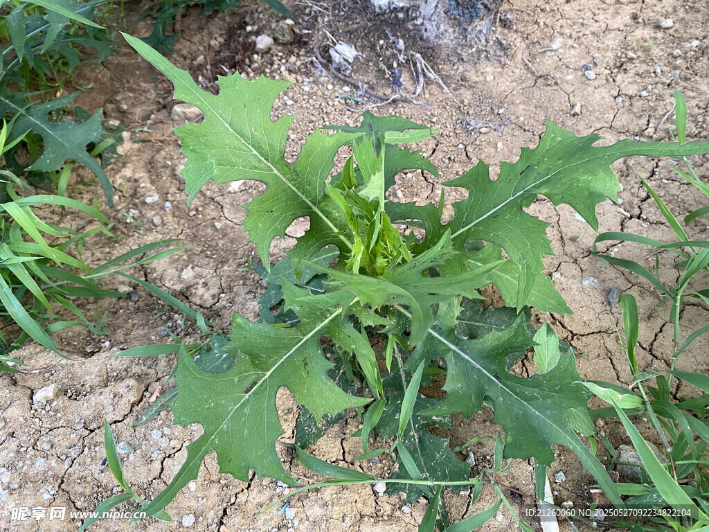 苣荬菜