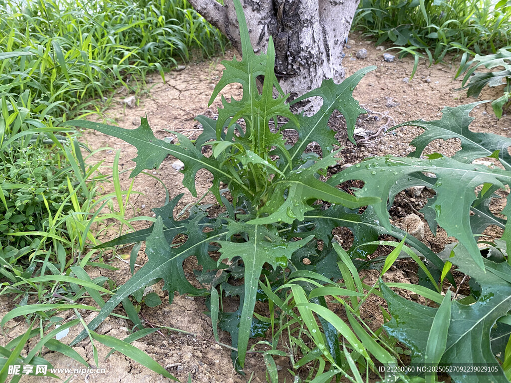 苣荬菜