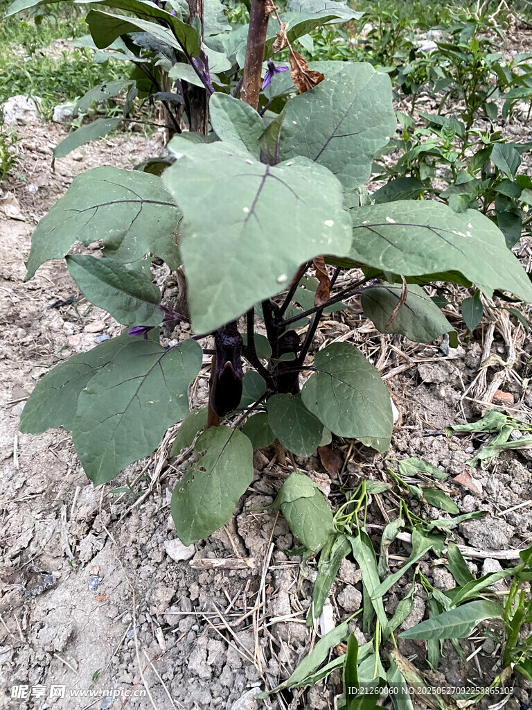 茄子秧