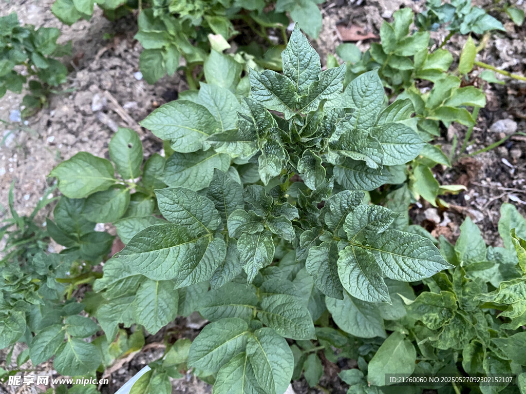 土豆植株