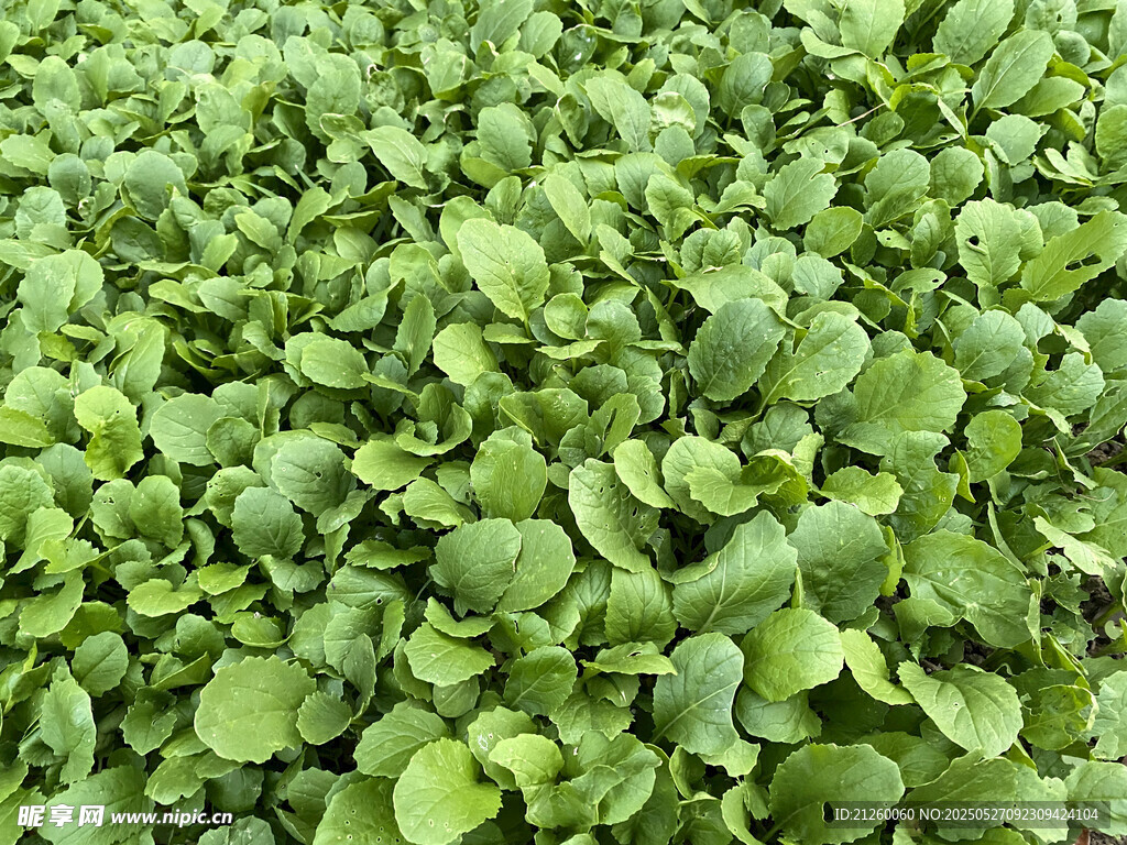 小油菜