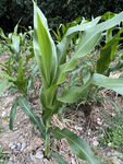 玉米植株
