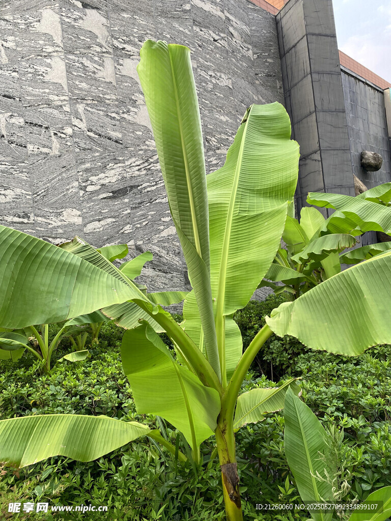 芭蕉