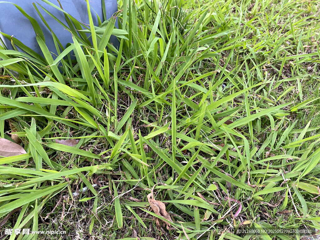 茅草