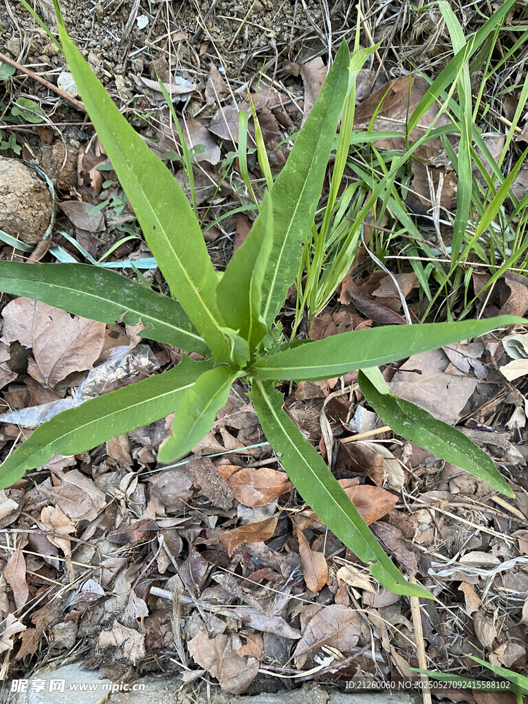 苣荬菜