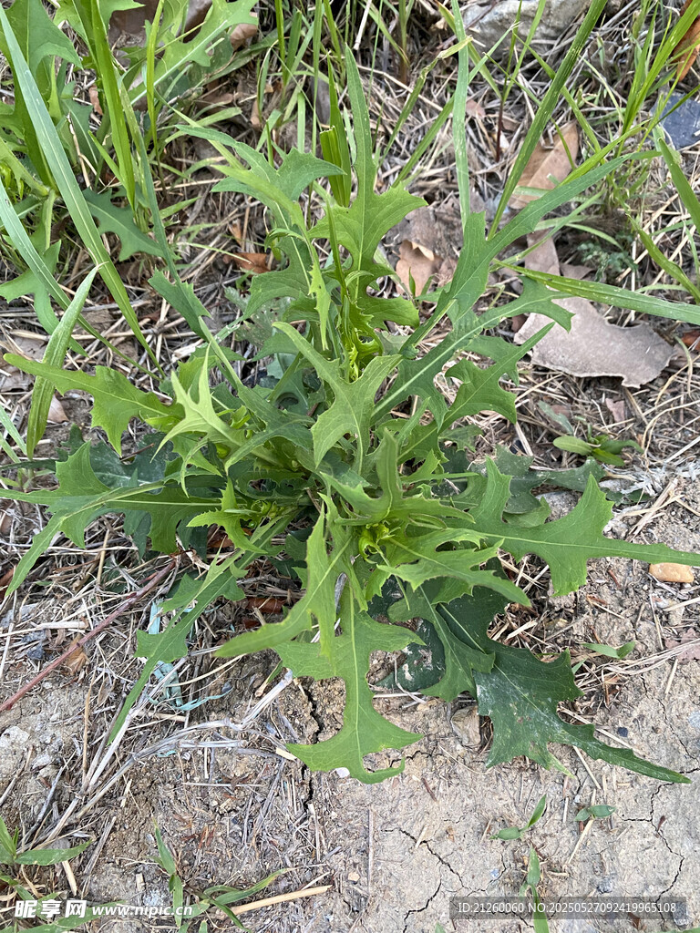 苣荬菜 